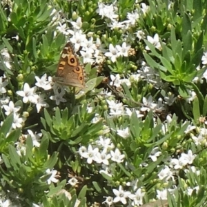 Junonia villida at Molonglo Valley, ACT - 3 Dec 2015