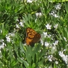 Heteronympha merope (Common Brown Butterfly) at Molonglo Valley, ACT - 2 Dec 2015 by galah681