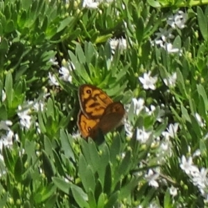 Heteronympha merope at Molonglo Valley, ACT - 3 Dec 2015