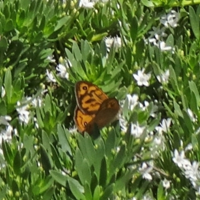 Heteronympha merope (Common Brown Butterfly) at Sth Tablelands Ecosystem Park - 2 Dec 2015 by galah681