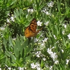 Heteronympha merope at Molonglo Valley, ACT - 3 Dec 2015