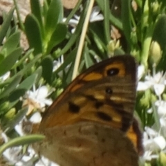 Heteronympha merope at Molonglo Valley, ACT - 3 Dec 2015