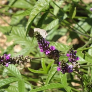 Cullen microcephalum at Molonglo Valley, ACT - 3 Dec 2015 10:45 AM