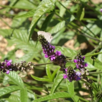 Cullen microcephalum (Dusky Scurf-pea) at Molonglo Valley, ACT - 2 Dec 2015 by galah681