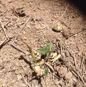 Zornia dyctiocarpa var. dyctiocarpa at Hume, ACT - 14 Dec 2015