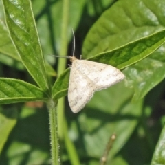 Scopula rubraria (Reddish Wave, Plantain Moth) at Molonglo Valley, ACT - 2 Dec 2015 by galah681