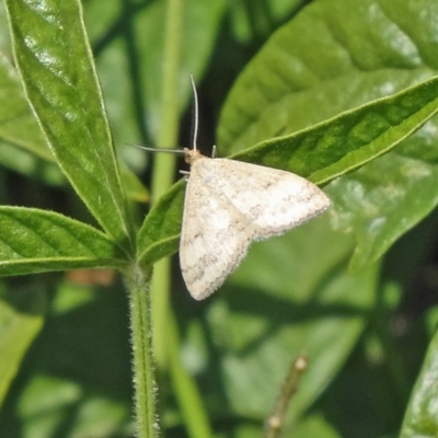 Scopula rubraria (Reddish Wave, Plantain Moth) at Sth Tablelands Ecosystem Park - 2 Dec 2015 by galah681