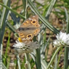 Junonia villida (Meadow Argus) at Molonglo Valley, ACT - 2 Dec 2015 by galah681