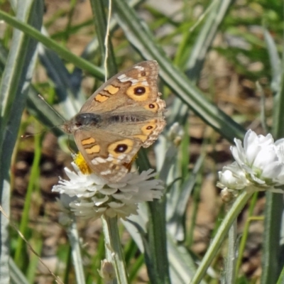 Junonia villida (Meadow Argus) at Molonglo Valley, ACT - 2 Dec 2015 by galah681