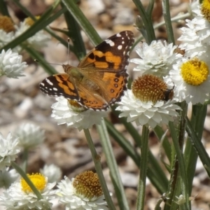 Vanessa kershawi at Molonglo Valley, ACT - 3 Dec 2015