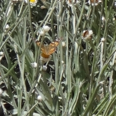 Vanessa kershawi at Molonglo Valley, ACT - 3 Dec 2015