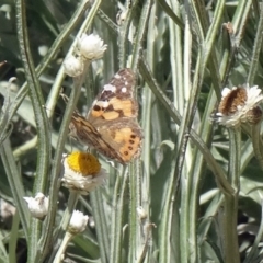 Vanessa kershawi at Molonglo Valley, ACT - 3 Dec 2015