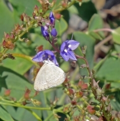 Zizina otis (Common Grass-Blue) at Molonglo Valley, ACT - 2 Dec 2015 by galah681