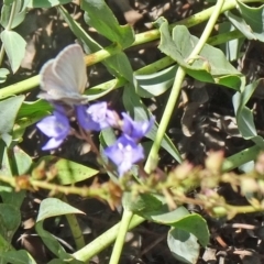 Zizina otis at Molonglo Valley, ACT - 3 Dec 2015 10:46 AM