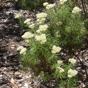 Cassinia longifolia at Molonglo Valley, ACT - 3 Dec 2015