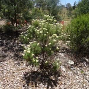 Cassinia longifolia at Molonglo Valley, ACT - 3 Dec 2015