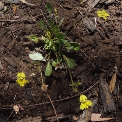 Velleia paradoxa (Spur Velleia) at Molonglo Valley, ACT - 2 Dec 2015 by galah681