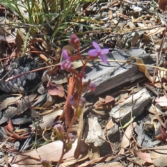 Stylidium graminifolium (Grass Triggerplant) at Molonglo Valley, ACT - 2 Dec 2015 by galah681