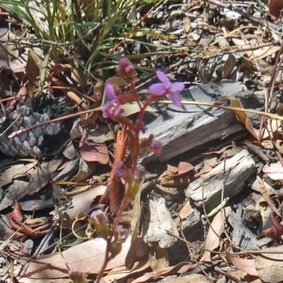 Stylidium graminifolium (Grass Triggerplant) at Molonglo Valley, ACT - 2 Dec 2015 by galah681