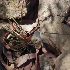 Stylidium graminifolium at Molonglo Valley, ACT - 3 Dec 2015 10:54 AM