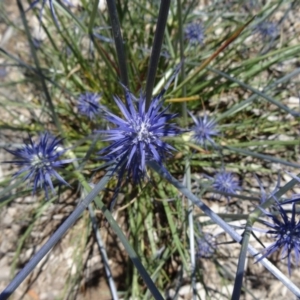 Eryngium ovinum at Molonglo Valley, ACT - 3 Dec 2015