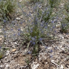 Eryngium ovinum at Molonglo Valley, ACT - 3 Dec 2015