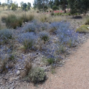 Eryngium ovinum at Molonglo Valley, ACT - 3 Dec 2015