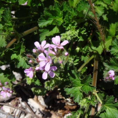 Pelargonium australe (Austral Stork's-bill) at Molonglo Valley, ACT - 2 Dec 2015 by galah681