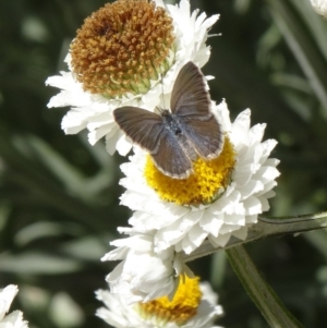 Zizina otis at Molonglo Valley, ACT - 3 Dec 2015