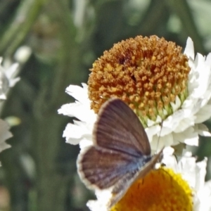 Zizina otis at Molonglo Valley, ACT - 3 Dec 2015