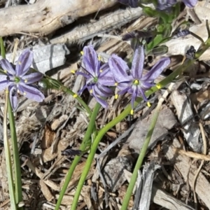 Caesia calliantha at Molonglo Valley, ACT - 29 Nov 2015