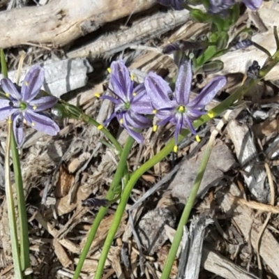 Caesia calliantha (Blue Grass-lily) at Molonglo Valley, ACT - 29 Nov 2015 by galah681
