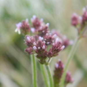 Verbena incompta at Monash, ACT - 13 Dec 2015