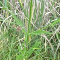 Verbena incompta at Monash, ACT - 13 Dec 2015 06:18 PM