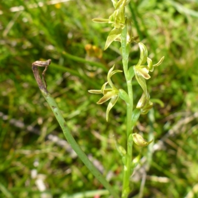 Prasophyllum sphacelatum (Large Alpine Leek-orchid) at Rocky Plain, NSW - 12 Dec 2015 by JanetRussell