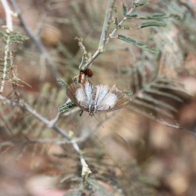 Jalmenus evagoras (Imperial Hairstreak) at Acton, ACT - 12 Dec 2015 by ibaird