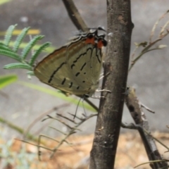 Jalmenus evagoras at Acton, ACT - 13 Dec 2015