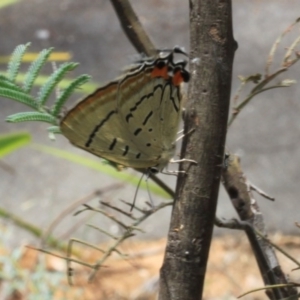 Jalmenus evagoras at Acton, ACT - 13 Dec 2015