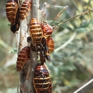 Jalmenus evagoras at Acton, ACT - 13 Dec 2015