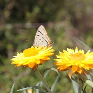 Jalmenus evagoras at Acton, ACT - 13 Dec 2015