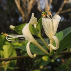Lonicera japonica (Japanese Honeysuckle) at Gordon, ACT - 28 Oct 2015 by michaelb