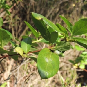 Lonicera japonica at Gordon, ACT - 28 Oct 2015 07:11 PM