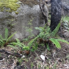 Polystichum proliferum (Mother Shield Fern) at Paddys River, ACT - 6 Nov 2015 by galah681