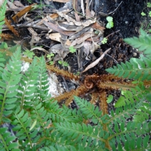 Polystichum proliferum at Paddys River, ACT - 7 Nov 2015