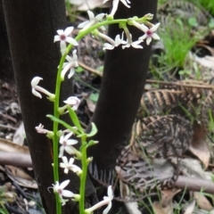 Stackhousia monogyna (Creamy Candles) at Paddys River, ACT - 6 Nov 2015 by galah681