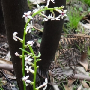 Stackhousia monogyna at Paddys River, ACT - 7 Nov 2015 10:00 AM