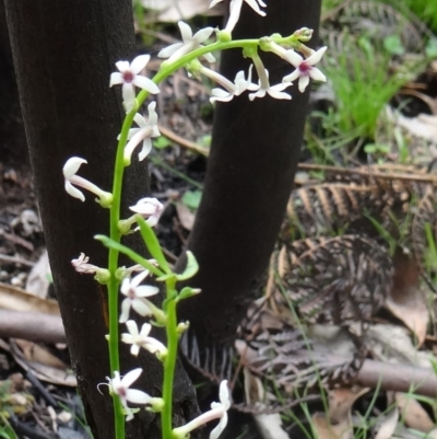 Stackhousia monogyna (Creamy Candles) at Paddys River, ACT - 7 Nov 2015 by galah681