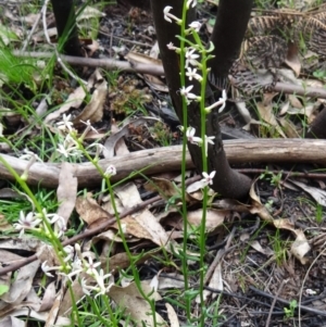 Stackhousia monogyna at Paddys River, ACT - 7 Nov 2015 10:00 AM