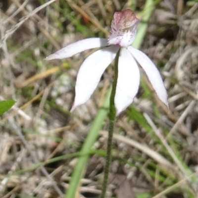 Caladenia moschata (Musky Caps) at Paddys River, ACT - 7 Nov 2015 by galah681
