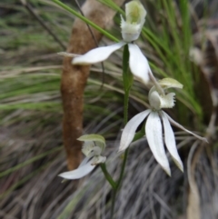 Caladenia moschata (Musky Caps) at Paddys River, ACT - 6 Nov 2015 by galah681